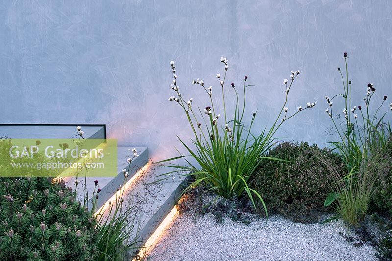 The Jeremy Vine Texture Garden - Steps with lighting leading to gravel patio surrounded by Libertia grandiflora, Pinus mugo 'Pumilio', Stipa tenuissima - RHS Chelsea Flower Show 2017