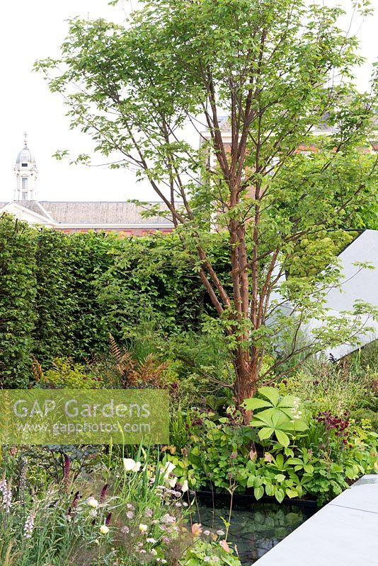 Acer griseum underplanted with Rodgersia and Aquilegia vulgare - The Jeremy Vine Texture Garden - Radio 2 Feel Good Gardens - RHS Chelsea Flower Show 2017 - Designer: Matt Keightley
