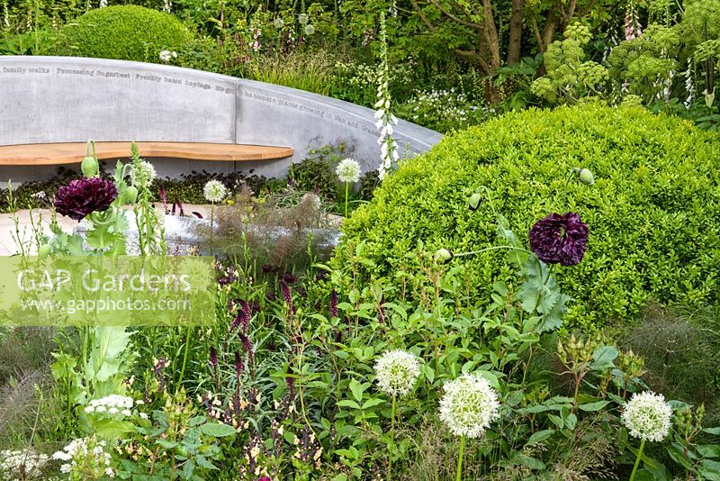 Curved seating area with perennial shade planting including Papaver somniferum 'Black Peony', Lysimachia atropurpurea 'Beaujolais,  Allium 'Mont Blanc'  and clipped Buxus sphere  - The Jo Whiley Scent Garden - RHS Chelsea Flower Show 2017 - Designer: Tamara Bridge and Kate Savill