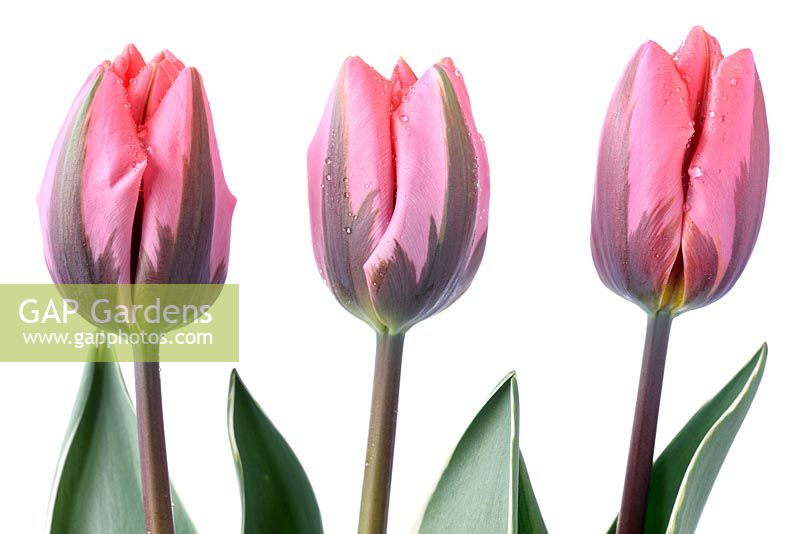 Tulipa  'Pretty Princess' - Tulip