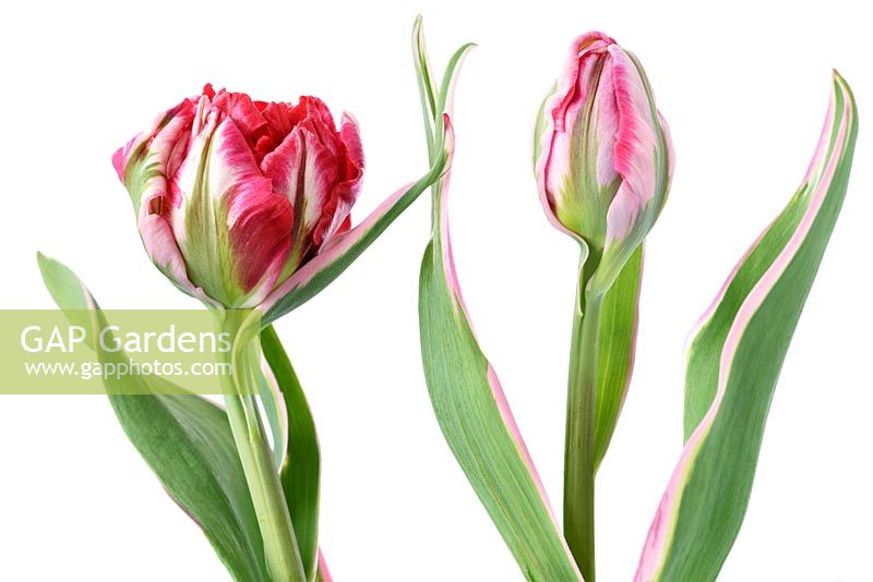Tulipa  'Eternal Flame' - Tulip