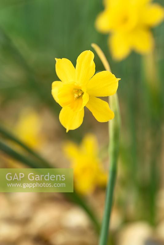 Narcissus willkommii  - Daffodil  Div.  13 Species