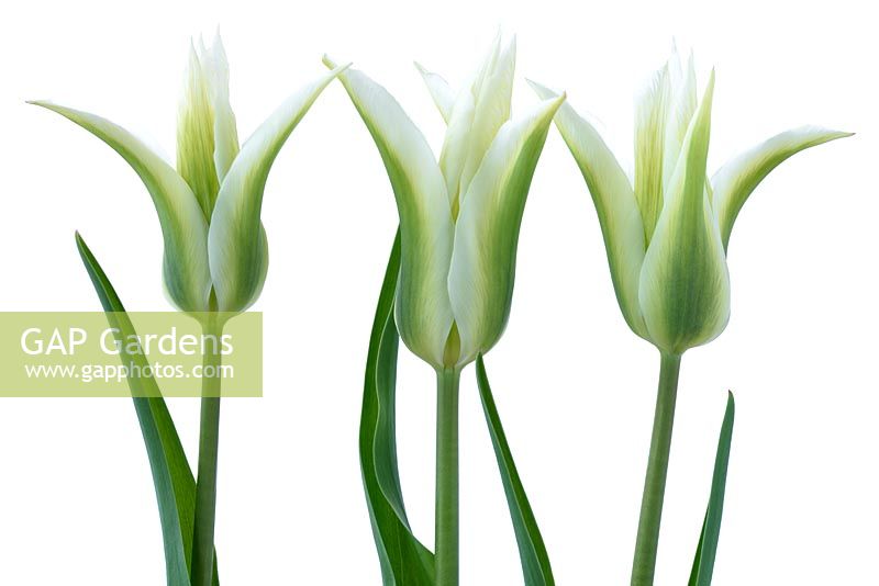 Tulipa  'Greenstar' - Tulip