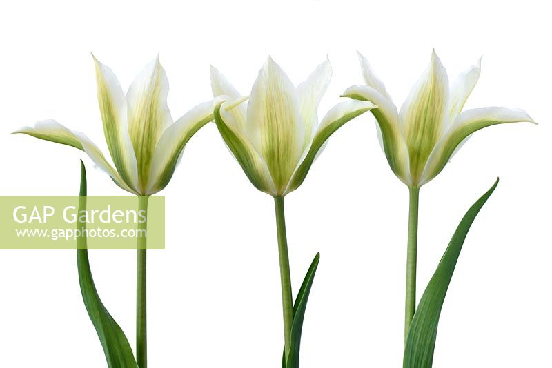 Tulipa  'Greenstar'  - Tulip