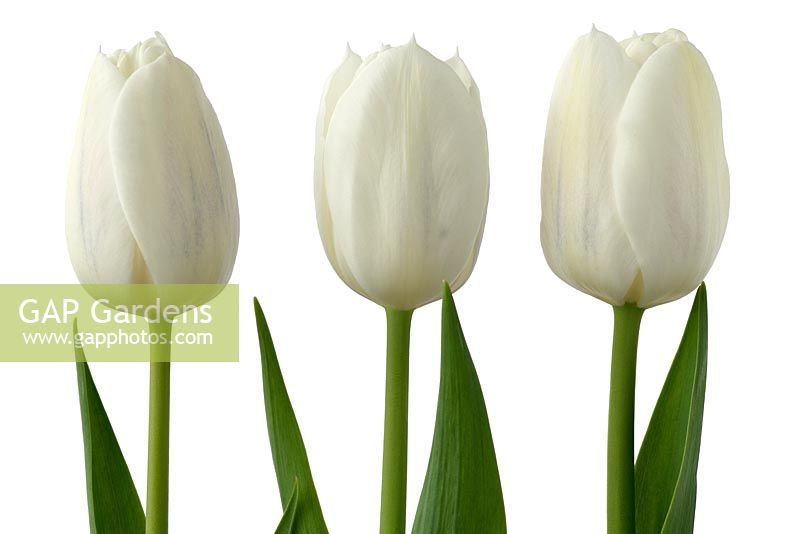 Tulipa  'Royal Virgin' - Tulip