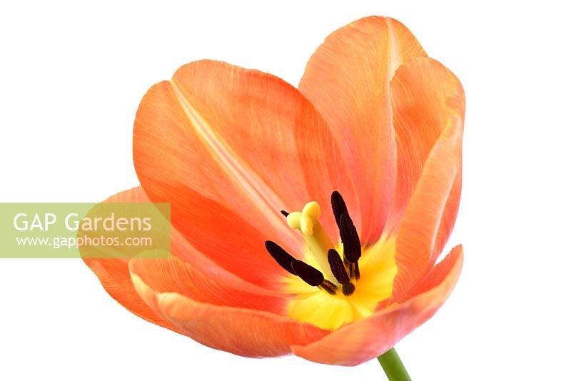 Tulipa  'Orange Dynasty' - Tulip