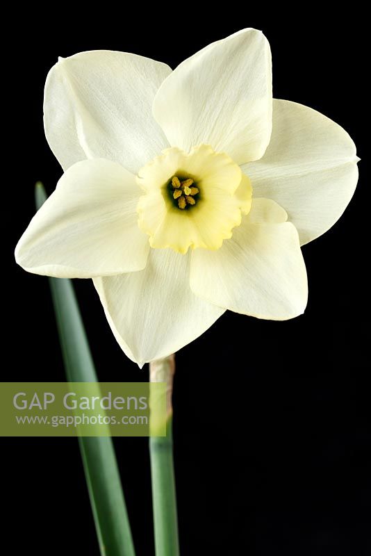 Narcissus  'Green Eyed Lady'  Daffodil  Div. 3 Small-cupped  Syn.  'Green Eyes'  April