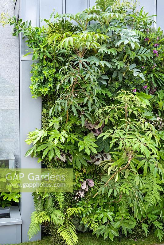 City Living - Green living-wall with Fatsia japonica, begonia and others in an urban apartment block garden - RHS Chelsea Flower Show 2017