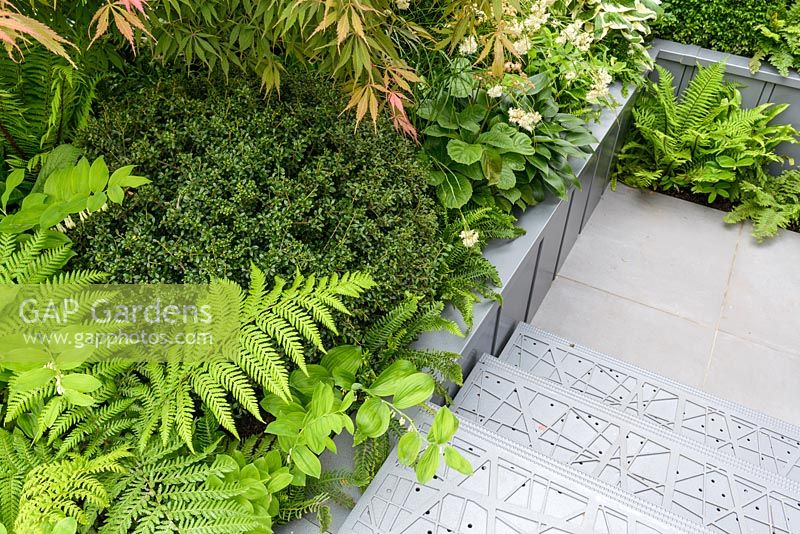 City Living - Planting of shade loving ferns, Hostas, Japanese Acer, Buxus sempervirens and Polygonatum in urban apartment block garden - RHS Chelsea Flower Show 2017