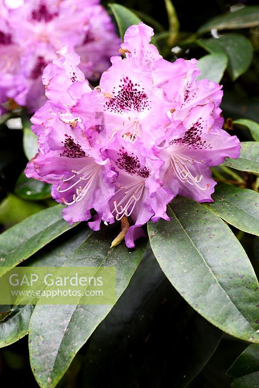 Rhododendron 'Blue Ensign'