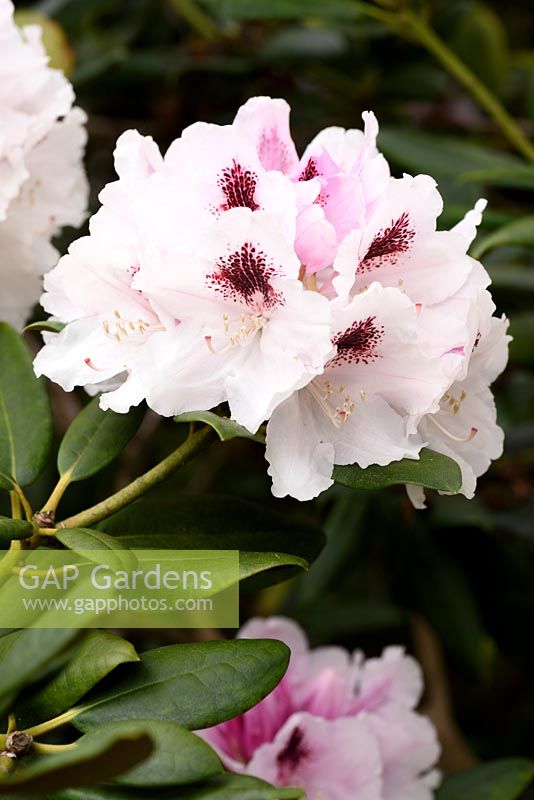 Rhododendron 'Harkwood Premiere'