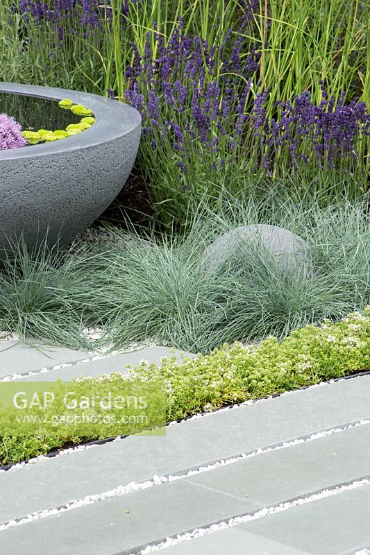 Festuca glauca planted in gravel with paving and Lavandula angustifolia - Living Landscapes: Healing Urban Garden - RHS Hampton Court Palace Flower Show 2015