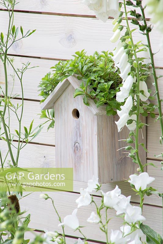 Living Landscapes - City Twitchers Garden - White painted fence with bird box, Digitalis purpurea f. 'Albiflora' - Designer CouCou Design, Sarah Keyser -  RHS Hampton Court Flower Show 2015