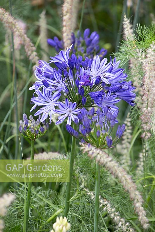 Agapanthus africanus 'Midnight Star' with Pennisetum orientale 'Tall Tails'