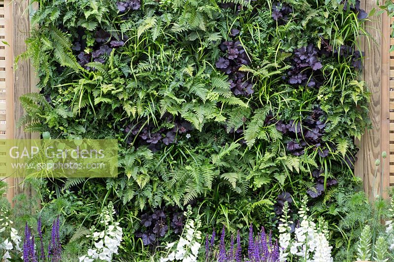 Living wall planting of Heuchera 'Obsidian', Athyrium filix-femina, with Digitalis 'Camelot White', Salvia nemorosa 'Caradonna', in border below - The Wellbeing of Women Garden - RHS Hampton Court Flower Show 2015