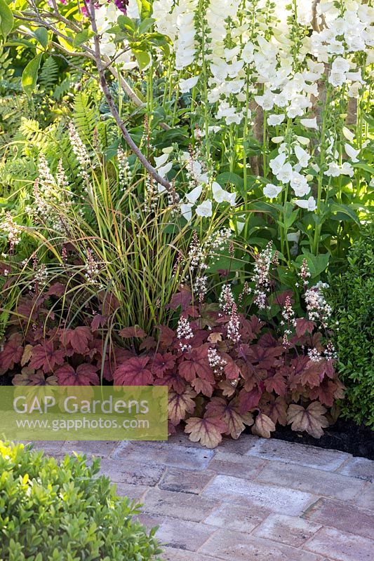 Heucherella 'Sweet Tea' and Digitalis purpurea f. albiflora planted  - Squire's Garden Centres: Urban Oasis garden -Hampton Court Flower Show 2015
