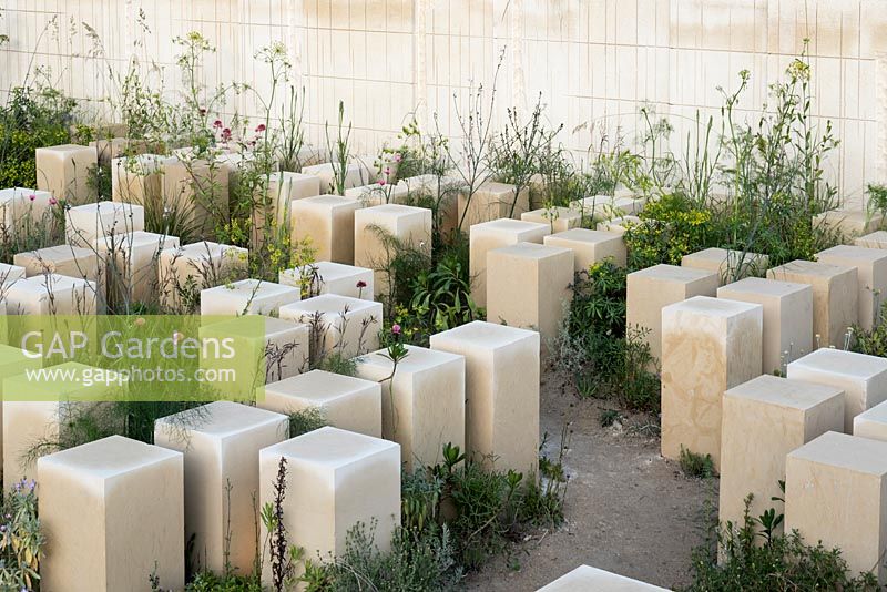 Naturalistic planting in the quarry garden including Euphorbia melitensis, Centranthus ruber, Artemisia abrotanum, Foeniculum vulgare and Papaver dubium ssp. lecoqii var albiflorum growing amongst blocks of stone -  The M and G Garden - RHS Chelsea Flower Show 2017 - Designer: James Basson, Sponsor M and G investments