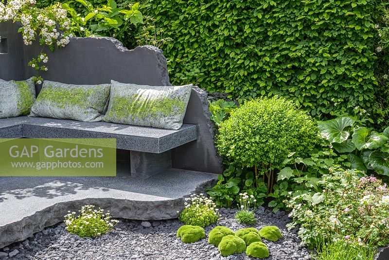 Seating made of cuboid of black  basalt concrete seat with green and white cushions, overgrown by white Rosa 'Rambling Rector', Scleranthus biflorus and Buxus sempervirens with  Hornbeam hedge in background - The Linklaters Garden for Maggie's - RHS Chelsea Flower Show 2017 - Designer: Darren Hawkes