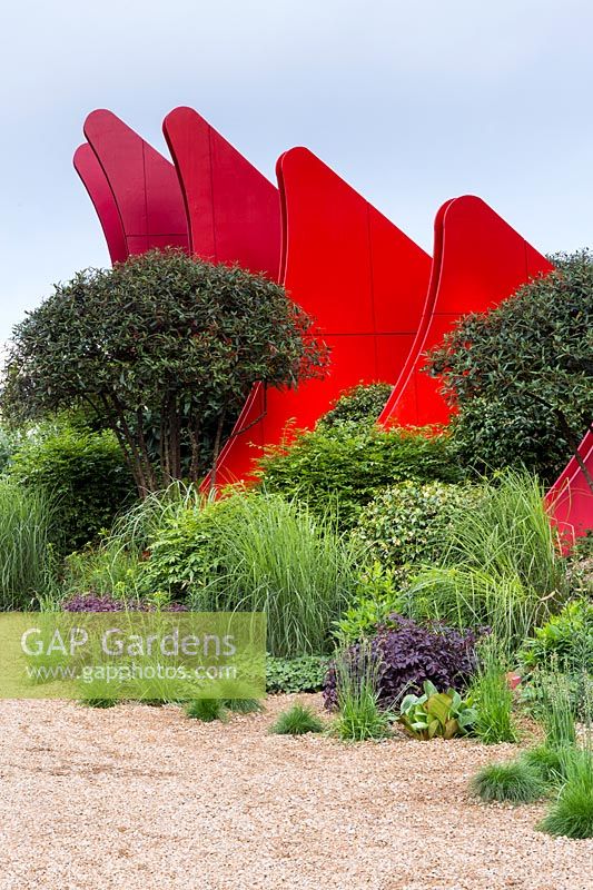 Gravel expanse next to foliage planting, including the signature multi-stemmed Viburnum rhytidophyllum with its red mountain 'blades' - The Chengdu Silk Road Garden - RHS Chelsea flower show 2017 - Designer: Laurie Chetwood and Patrick Collins - Sponsor: Chengdu Government
