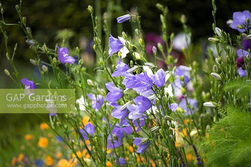 Campanula persicifolia 'Telham Beauty' - The Stonemasons Garden - RHS Chelsea flower show 2017 - Designer: Chris Beardshaw - Sponsor:  Morgan Stanley 