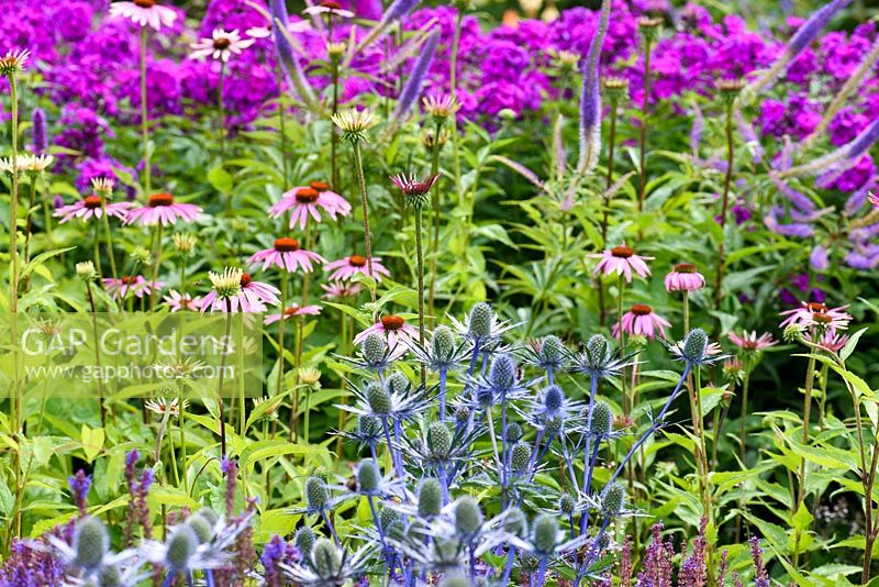 Eryngium x zabelii 'Jos Eijking' with Echinaceas,  Veronicastrums and Phlox at RHS Harlow Carr in July