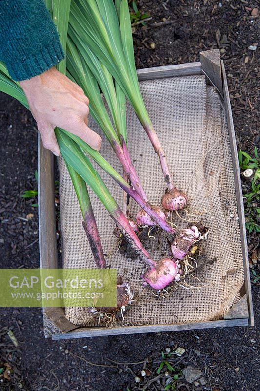Step by step series of lifting Gladiolus in Autumn - woman placing the lifted corms in wooden tray lined with hessian