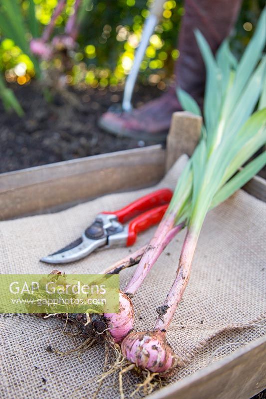 Step by step series of lifting Gladiolus in Autumn - corms placed in wooden tray lined with hessian