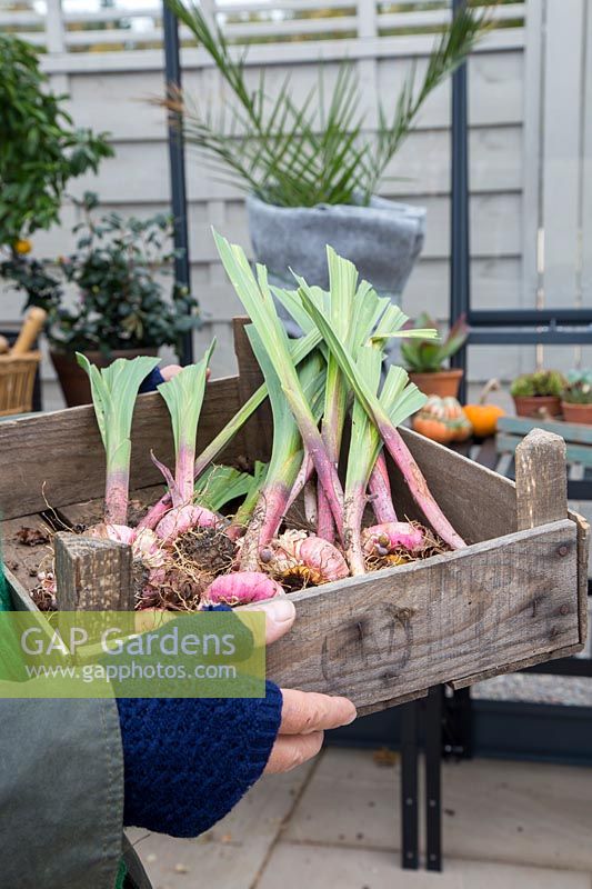 Woman carrying wooden tray with lifted Gladiolus corms into greenhouse for overwintering
