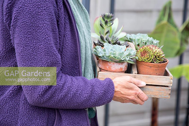 Woman carrying tray of succulents in terracotta pots into greenhouse for overwintering