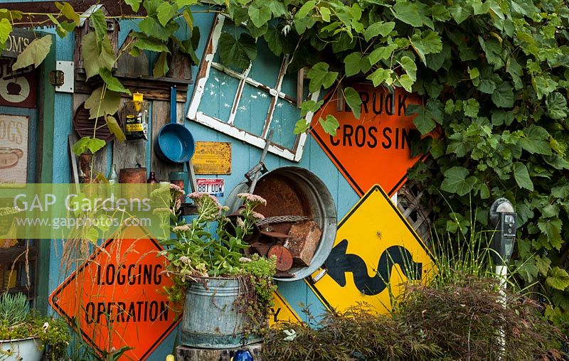 Signs on a shed with Vitis and Sedum 