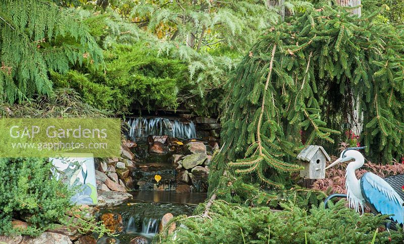 A water feature with Picea abies 'Pendula', Cedrus and Acer