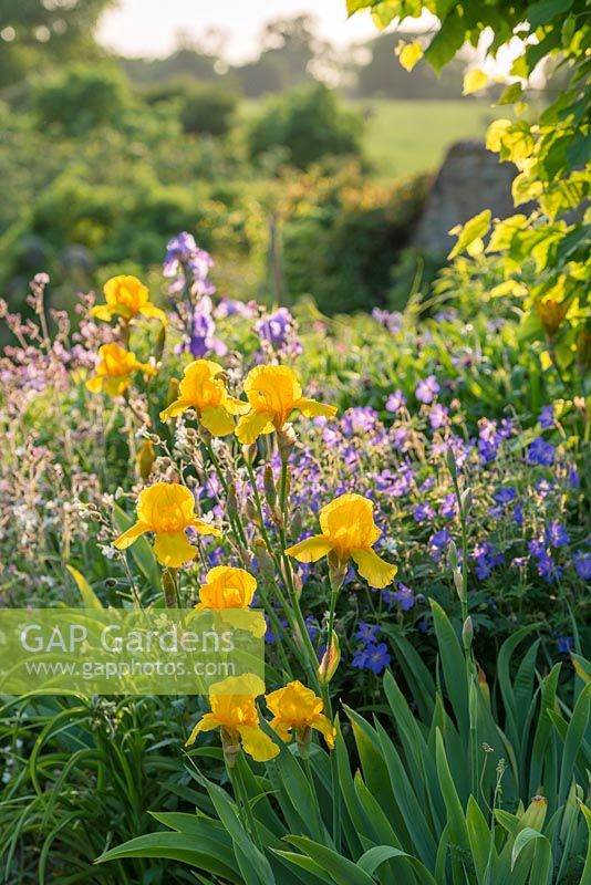 Yellow bearded Irises in border with Geraniums and white campion