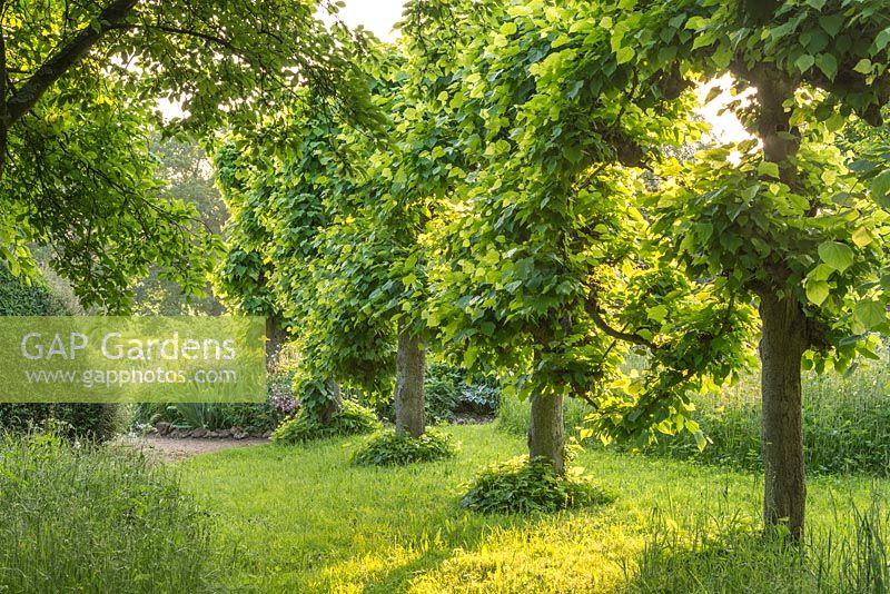 Pleached Lime trees