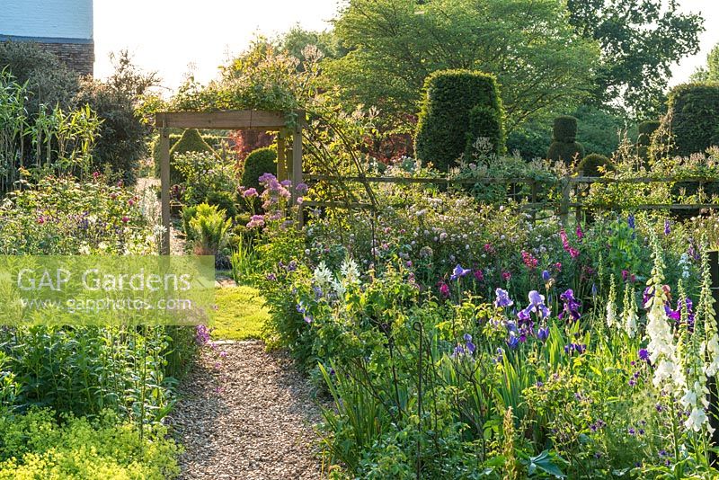 View of garden crammed with irises, roses, camassias, aquilegias, phlox Gladiolus communis subsp. byzantinus, foxgloves and topiary yew trees in background.