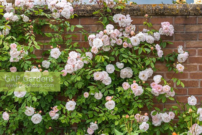 Rosa 'The Lady Of The Lake' trained on wall