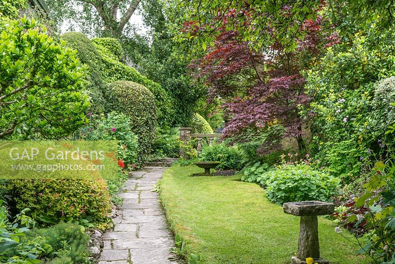 Narrow garden with a stone path, mixed shrub borders and small lawn with Acer palmatum 'Atropurpureum'.