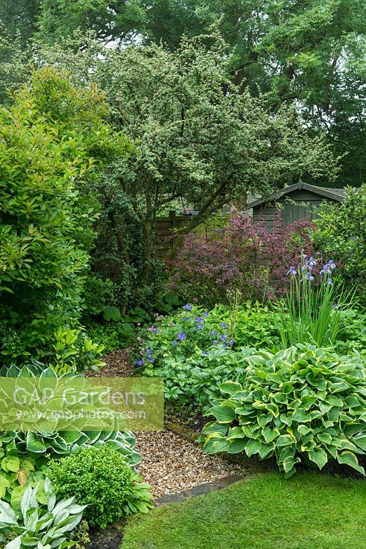 Border with hostas, hellebores, Geranium 'Johnson's Blue', Iris sibirica and berberis with a gravel path leading to shed