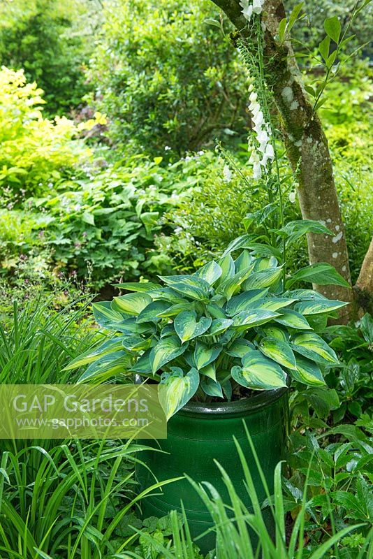Hosta 'June' in green glazed container set within shady border