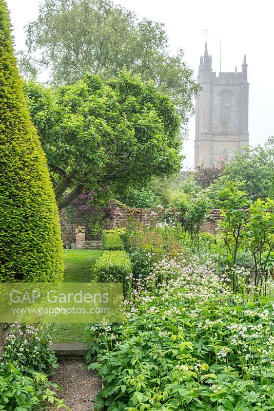 View of country garden towards church. Planting of Yew topiary, ancient apple tree, box edging and bed of astrantias. Bob and Sue Foulser, Cerne Abbas, Dorset.