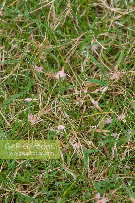 Laetisaria fuciformis in lawn in June after wet humid weather
