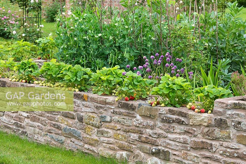 Strawberries raised off the ground by growing in low wall built around vegetable garden