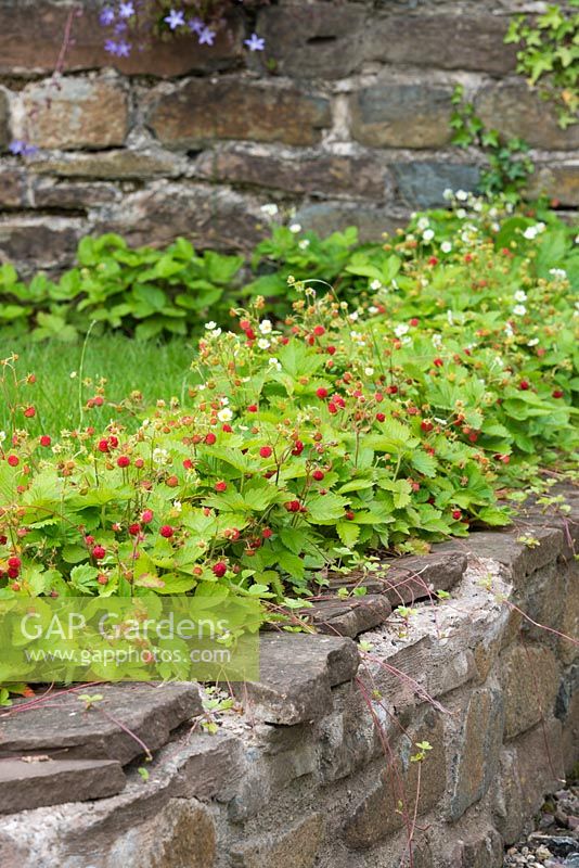 Alpine strawberries raised off the ground by growing in low wall