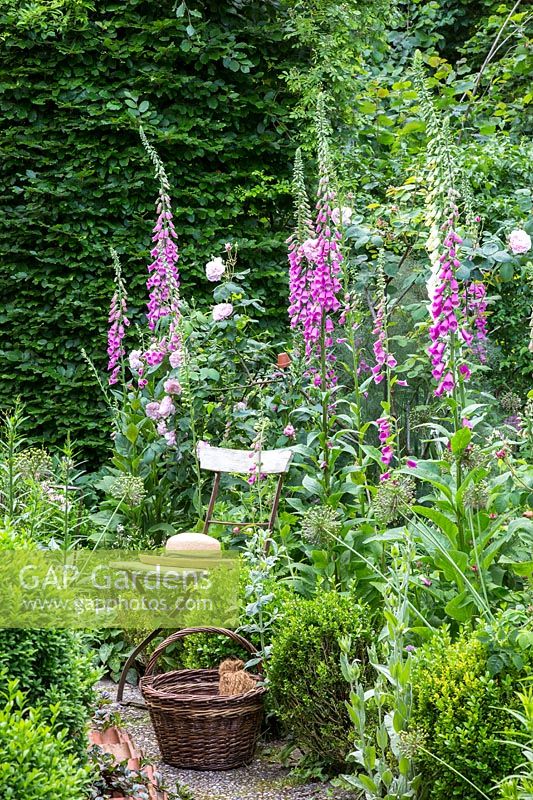 Antique garden chair with straw hat and wicker basket in front of Foxgloves and Peonies, Buxus, Digitalis purpurea and Saxifraga umbrosa