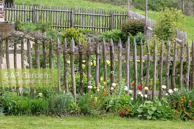 A traditional farmer's garden is separated from the surroundings by a wooden picket fence. Plants are tulips and Erysimum - wallflowers