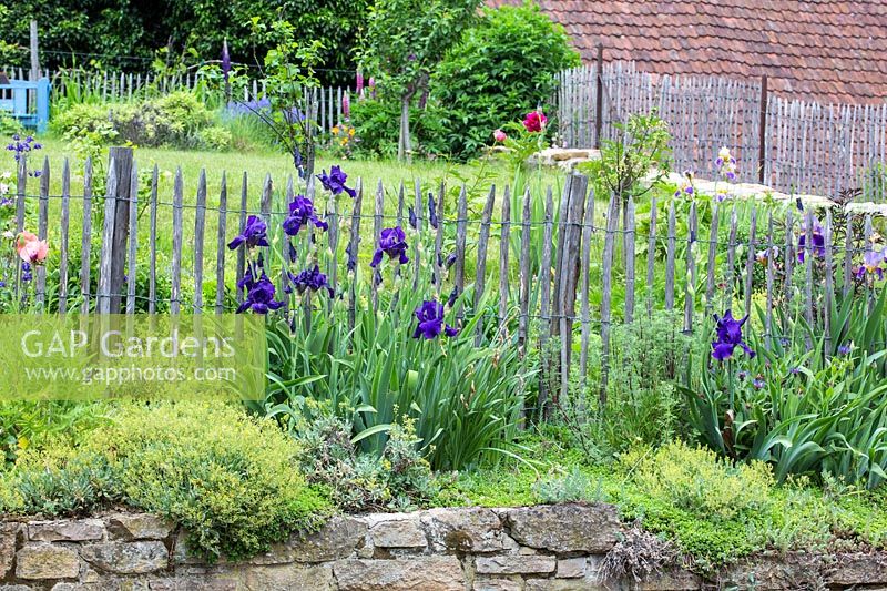 Iris barbata, Paeonia and Papaver orientale - Oriental poppy on top of a granite stone wall and backed by a wooden picket fence