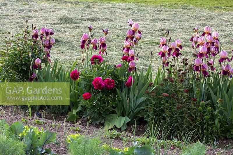 Mix of vegetables and a perennial border with bearded iris and peonies in a country garden in the background, the freshly cut grass of a meadow, Iris barbata, Paeonia, Aquilegia vulgaris