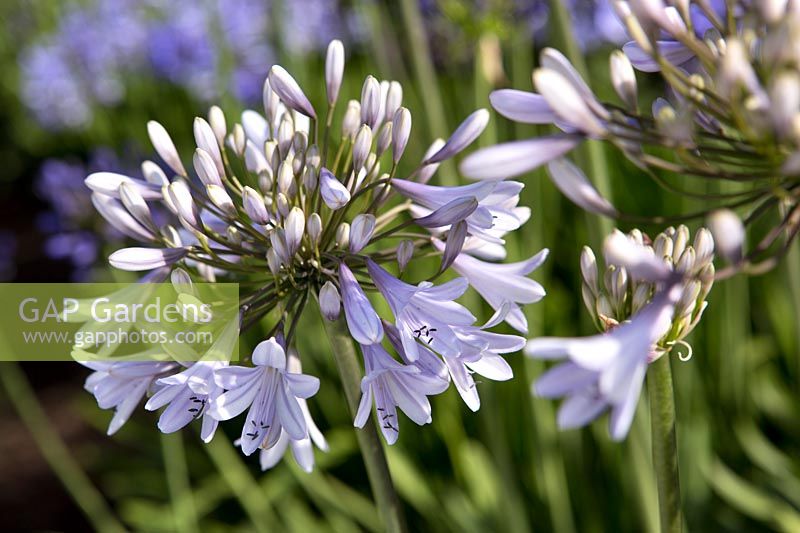 Agapanthus 'Dartmoor' at Pine Cottage Plants