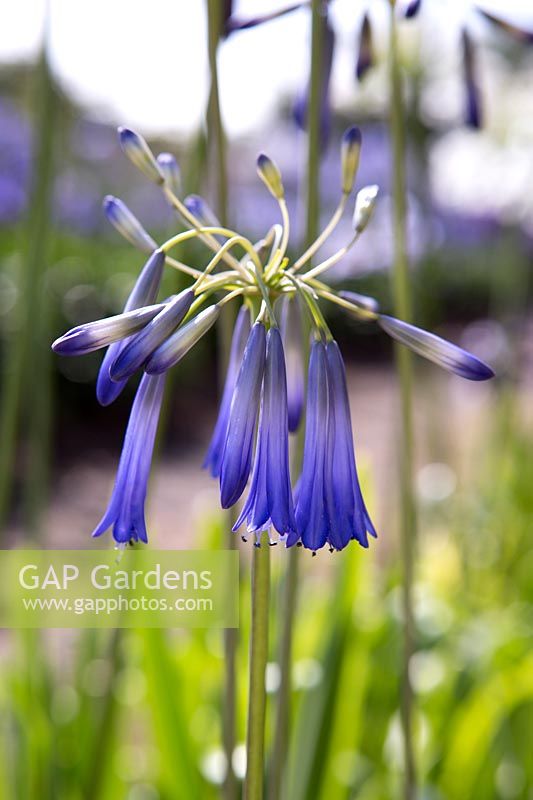 Agapanthus inapertus 'Icicle' at Pine Cottage Plants