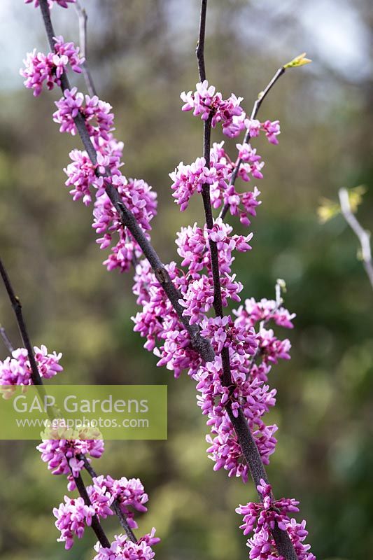 Cercis canadensis Alley Cat
