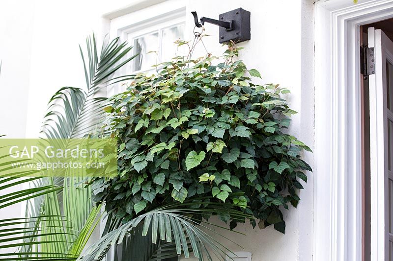Cissus rhombifolia in hanging pot